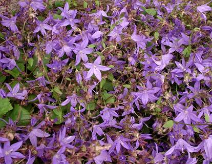 Campanula