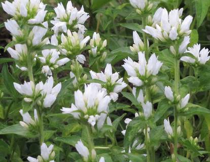 Campanula glomerata