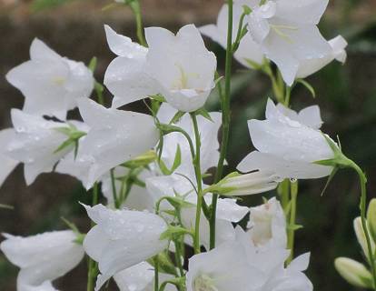 Campanula persicifolia