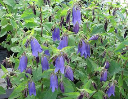 Campanula x hybrida