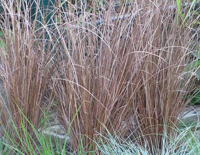 Carex buchananii