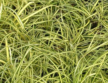 Carex hachijoensis (oshimensis)