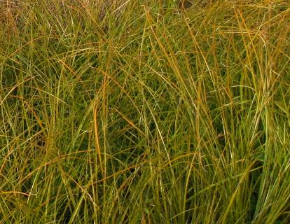 Carex testacea