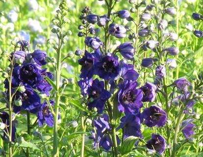 Delphinium