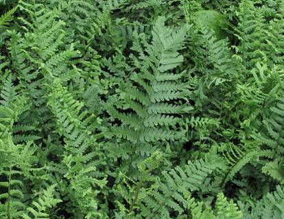 Dryopteris