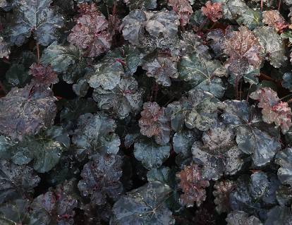 Heuchera