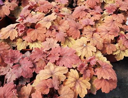 Heucherella