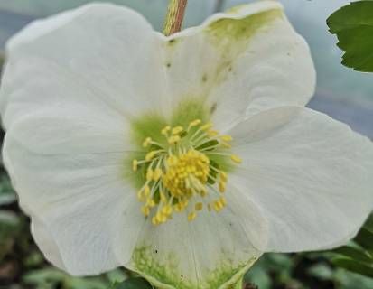 Helleborus