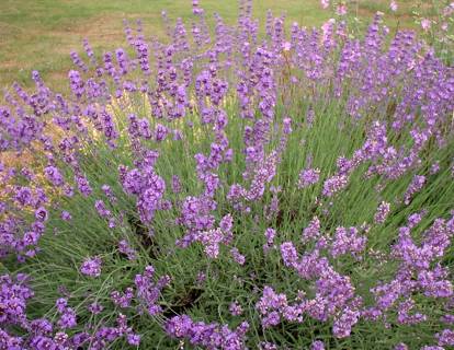 Lavandula