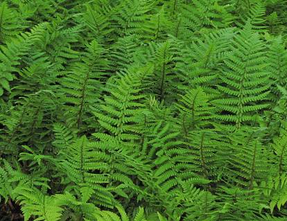 Matteuccia struthiopteris