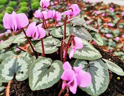 Cyclamen 