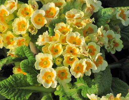 Primula