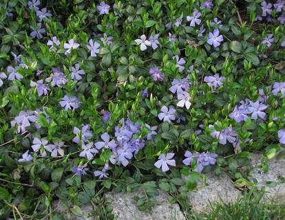 Vinca