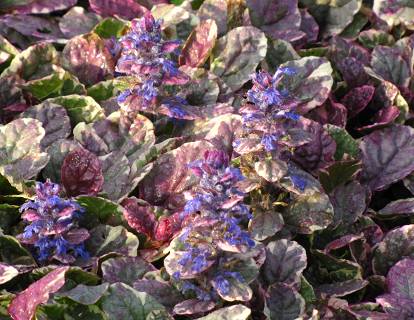 Ajuga reptans