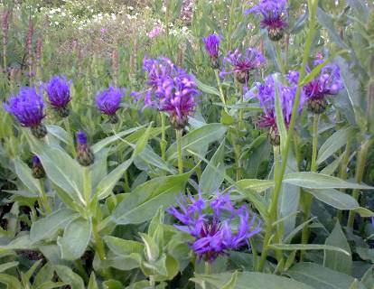 Centaurea montana