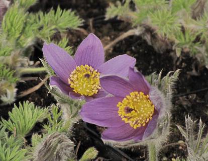 Pulsatilla vulgaris