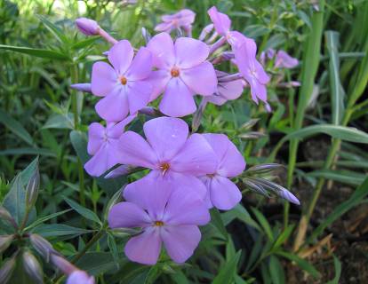 Phlox