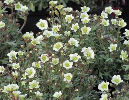 Saxifraga