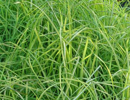 Carex