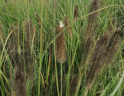 Pennisetum