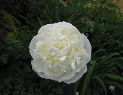 Paeonia lactiflora