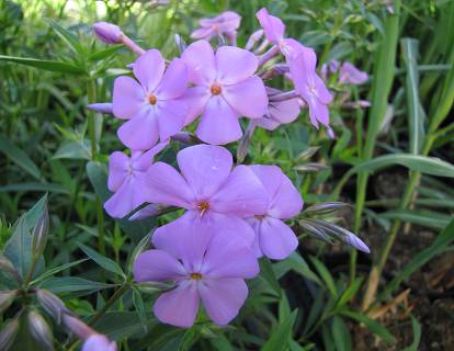 Phlox divaricata