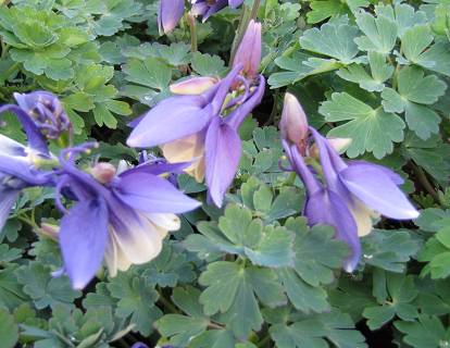 Aquilegia caerulea 