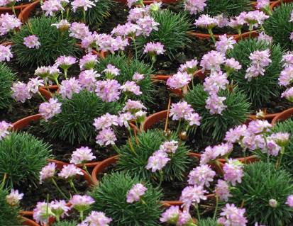 Armeria juniperifolia