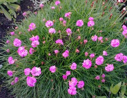 Armeria maritima