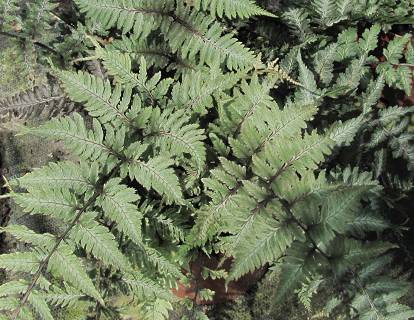 Athyrium