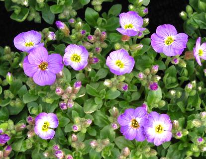 Aubrieta gracilis