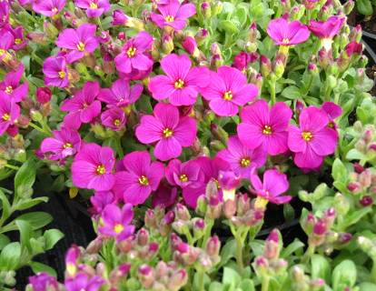 Aubrieta hybrida