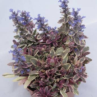 Ajuga tenorii 'Princess Nadia' - Dąbrówka Tenora