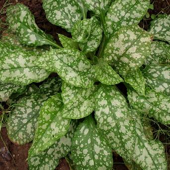 Pulmonaria x hybrida 'Shimps on the Barbie' - Miodunka