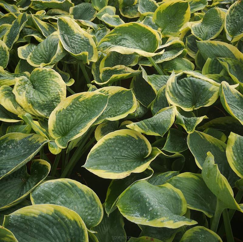 Hosta sieboldiana 'Frances Williams' - Funkia