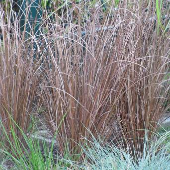 Carex buchananii 'Red Rooster' - Turzyca Buchanana