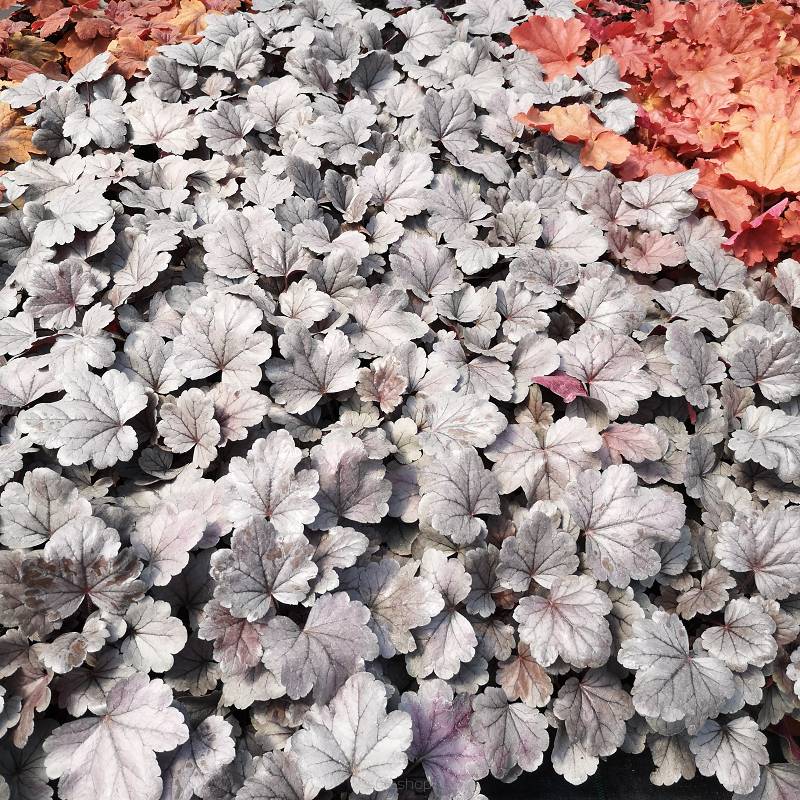 Heuchera  x hybrida 'Silver Gumdrop' - Żurawka ogrodowa