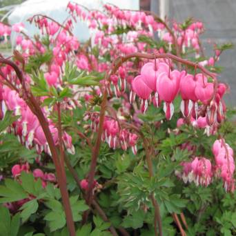 Dicentra spectabilis 'Rosea' - Serduszka okazała