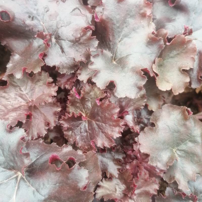 Heuchera  x hybrida 'Rex Fire' - Żurawka ogrodowa