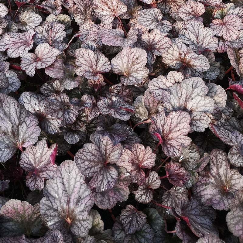 Heuchera  x hybrida 'Shanghai' - Żurawka ogrodowa