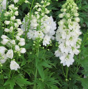 Delphinium cultorum 'Excalibur pure white' - Ostróżka ogrodowa