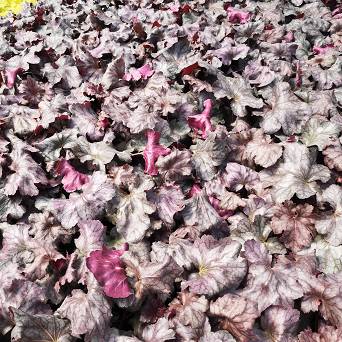 Heuchera  x hybrida 'Rex Purple' - Żurawka ogrodowa