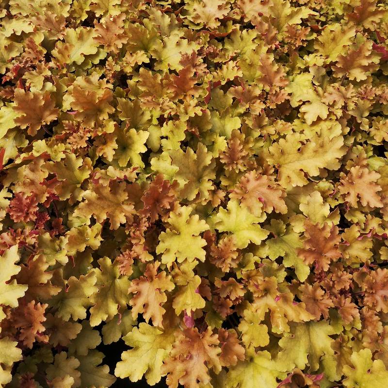 Heuchera x hybrida 'Marmelade' - Żurawka ogrodowa