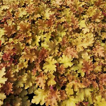 Heuchera x hybrida 'Marmelade' - Żurawka ogrodowa