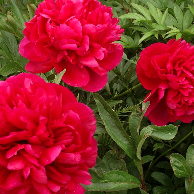 Paeonia lactiflora 'Inspecteur Lavergne' - Piwonia chińska