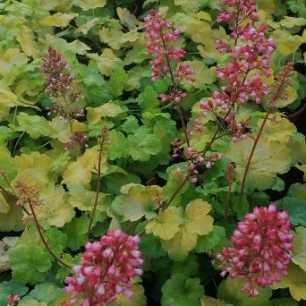 Heuchera  x hybrida 'Little Cutie Sweet Tart' - Żurawka ogrodowa