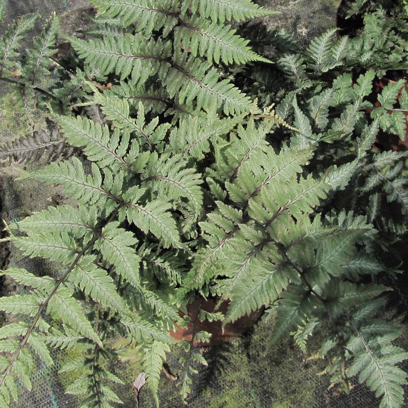 Athyrium niponicum 'Metallicum' - Wietlica japońska