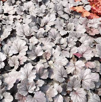 Heuchera x hybrida 'Cinnabar Silver' - Żurawka ogrodowa