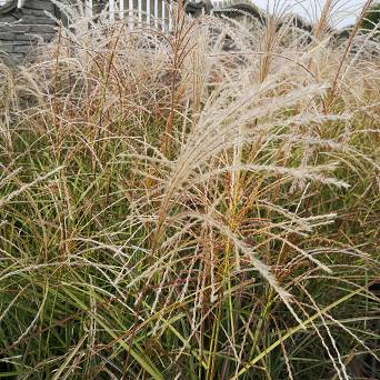 Miscanthus sinensis 'Flamingo' - Miskant chiński