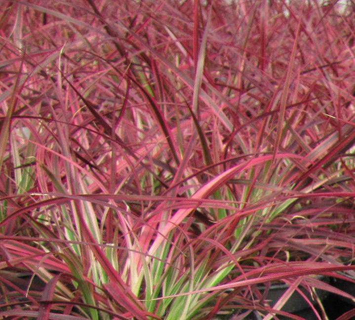 Pennisetum setaceum 'Fireworks' - Rozplenica szczecinkowata 